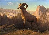 Albert Bierstadt A Rocky Mountain Sheep Ovis Montana painting